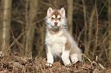 SIBERIAN HUSKY 260